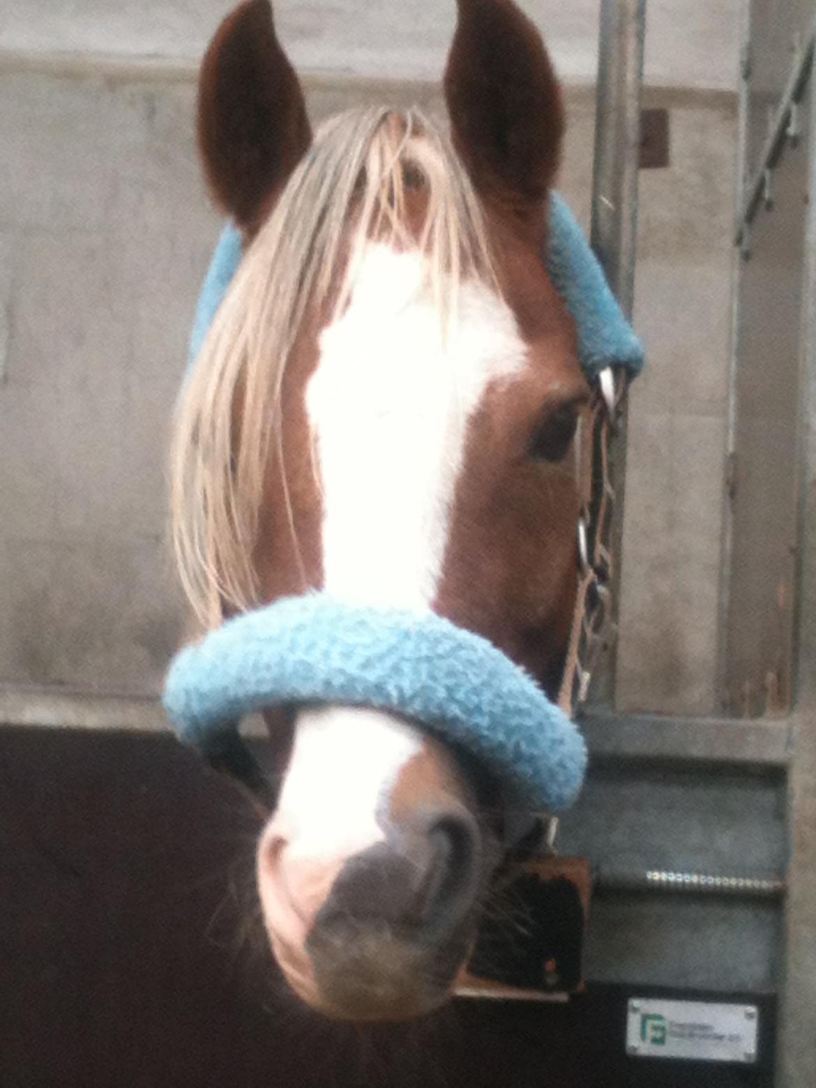 Welsh Pony (sec B) Den deel´s Romeo Savnet - Boks Billed<3
dejlige Romeo<<33 billede 10