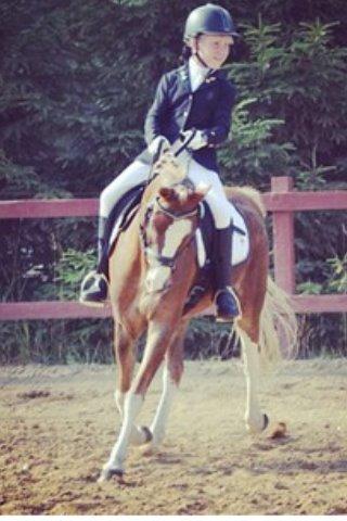 Welsh Pony (sec B) Den deel´s Romeo Savnet - Hammerum 2013 billede 19