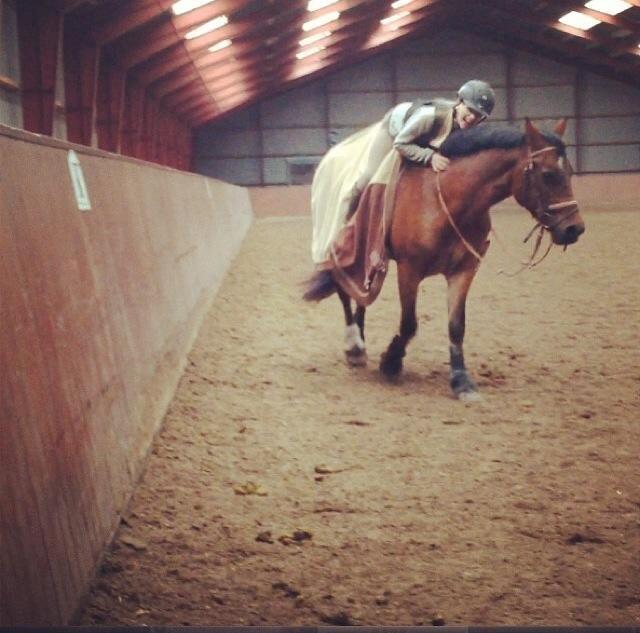 Welsh Cob (sec D) Haymos A'kato <3 - Velkommen til mig og Akatos profil billede 1