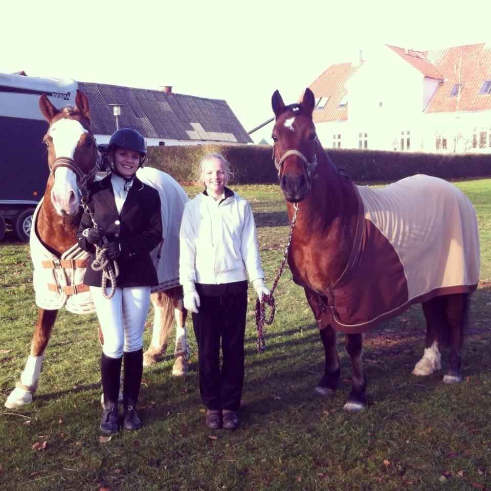 Welsh Cob (sec D) Haymos A'kato <3 - Dette var mig og Akatos første stævne billede 4