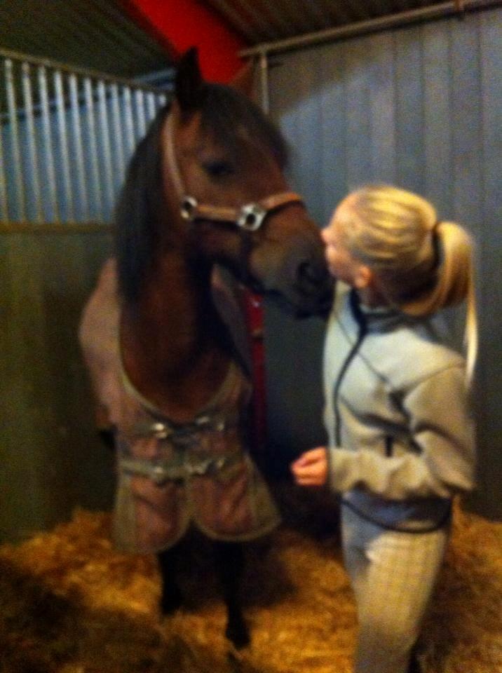 Welsh Cob (sec D) Haymos A'kato <3 - kiss billede 2