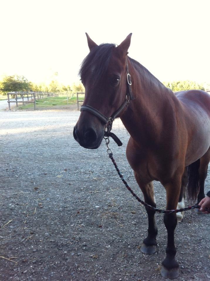 Welsh Cob (sec D) Haymos A'kato <3 - Nogle dage efter han kom tilbage  billede 3