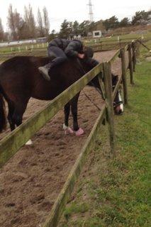 New Forest Chamsiin billede 13