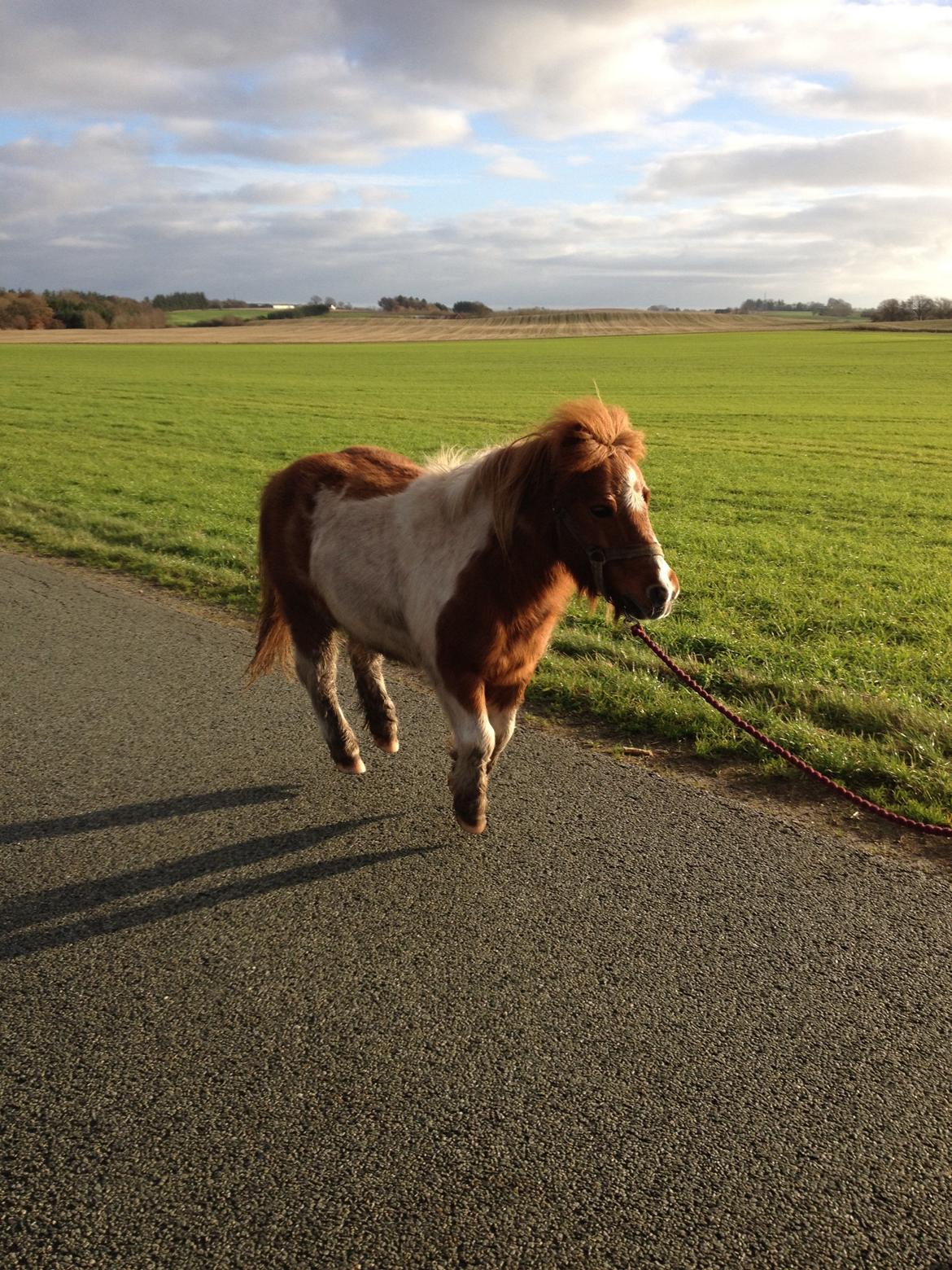 Shetlænder New Ton - i can be i can fly :-P billede 2