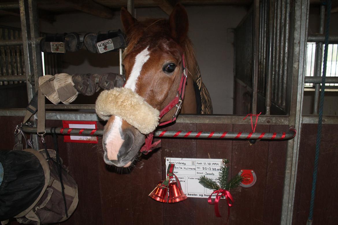 New Forest Engdalens Wendy - min bedste ven <3 - Merry Christmas everyone! :') <3 Foto: Mig billede 37