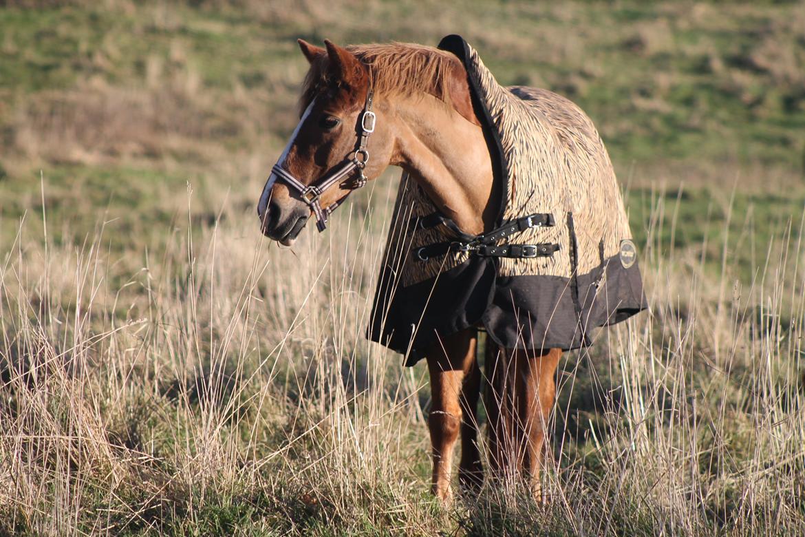 New Forest Engdalens Wendy - min bedste ven <3 - naaaaaaw, tiger! :-*  Foto: Naja billede 38