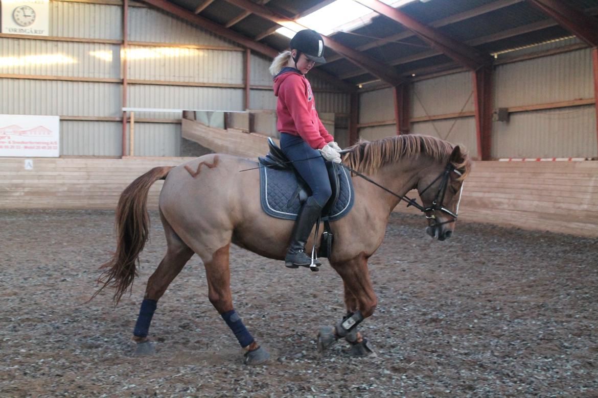 New Forest Engdalens Wendy - min bedste ven <3 - Dressur :) Foto: Naja billede 39