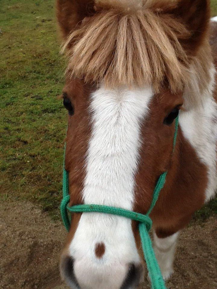 Anden særlig race Prinsesse Abba (Silke) billede 1