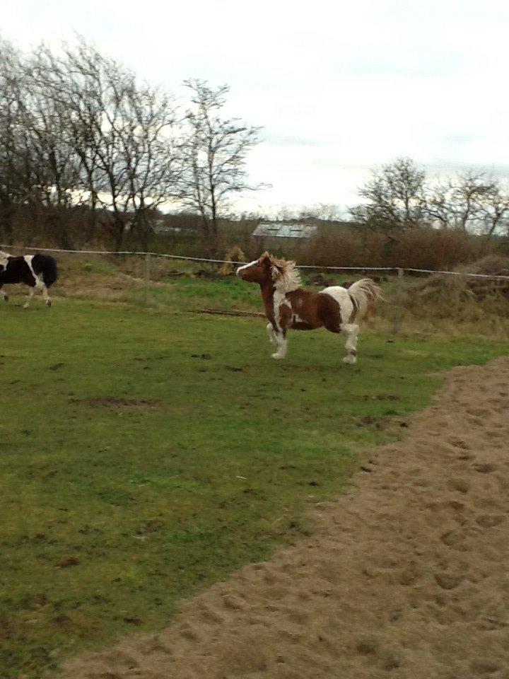 Anden særlig race Prinsesse Abba (Silke) billede 2