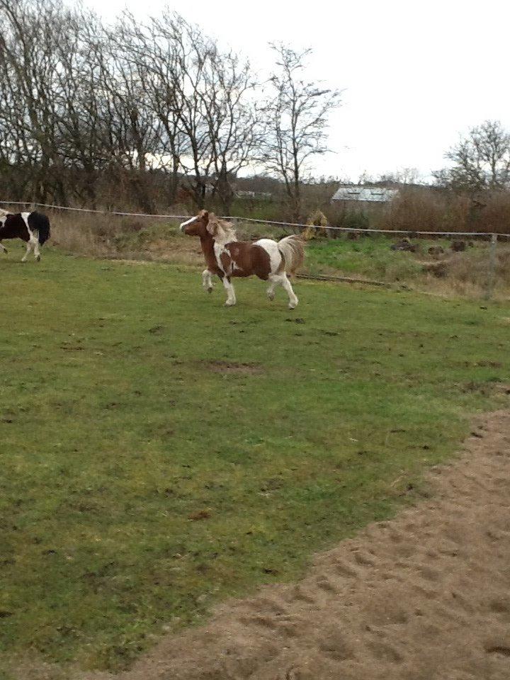 Anden særlig race Prinsesse Abba (Silke) billede 3