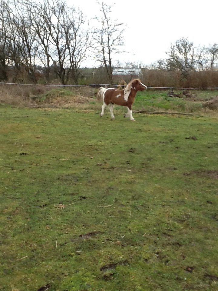 Anden særlig race Prinsesse Abba (Silke) billede 4
