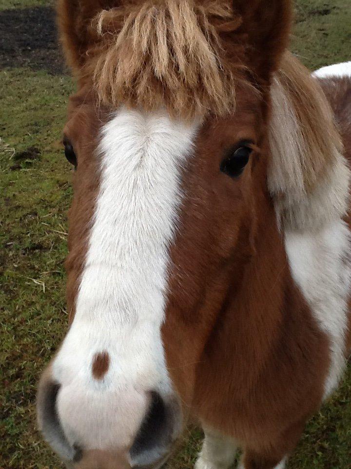 Anden særlig race Prinsesse Abba (Silke) billede 5