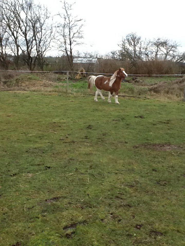Anden særlig race Prinsesse Abba (Silke) billede 6
