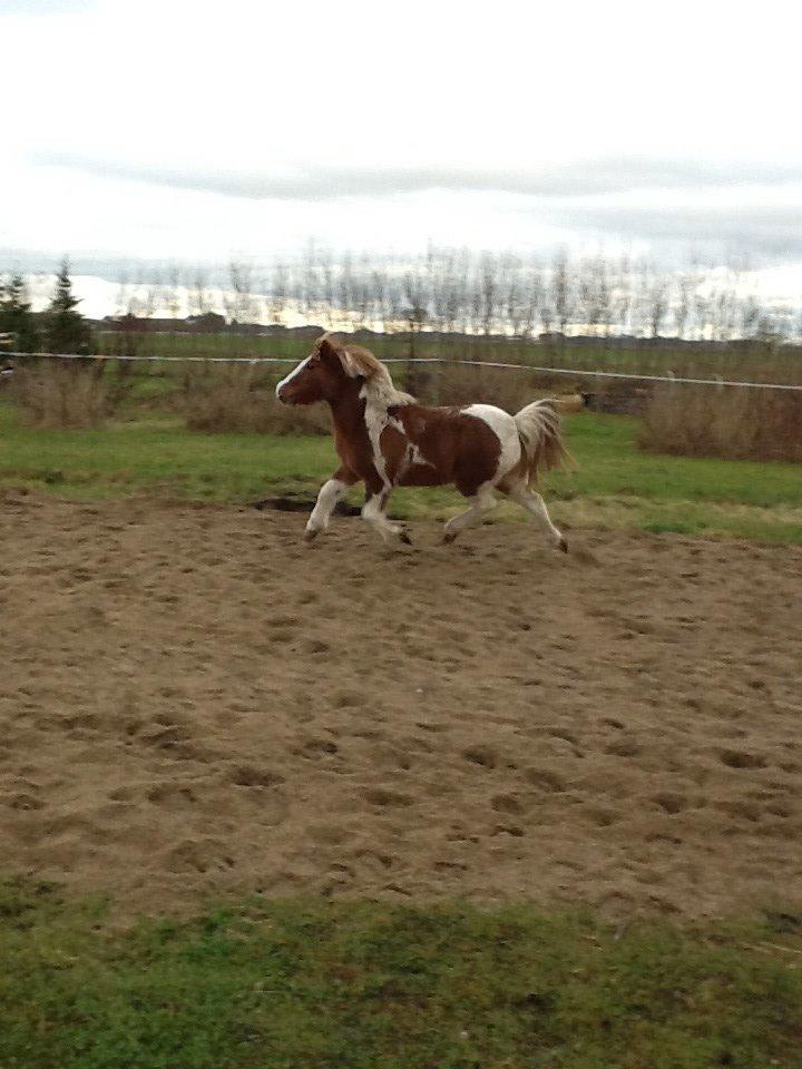 Anden særlig race Prinsesse Abba (Silke) billede 7