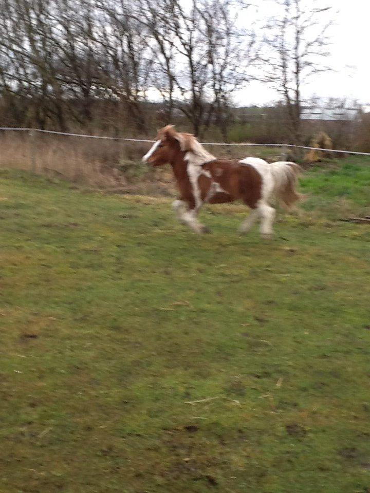 Anden særlig race Prinsesse Abba (Silke) billede 8