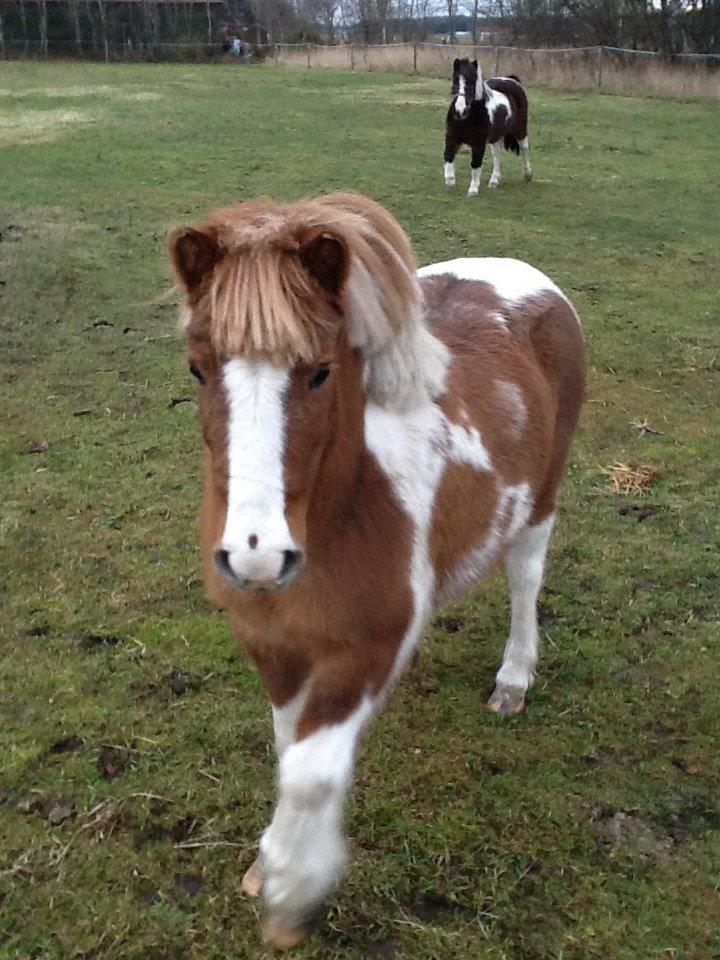 Anden særlig race Prinsesse Abba (Silke) billede 9
