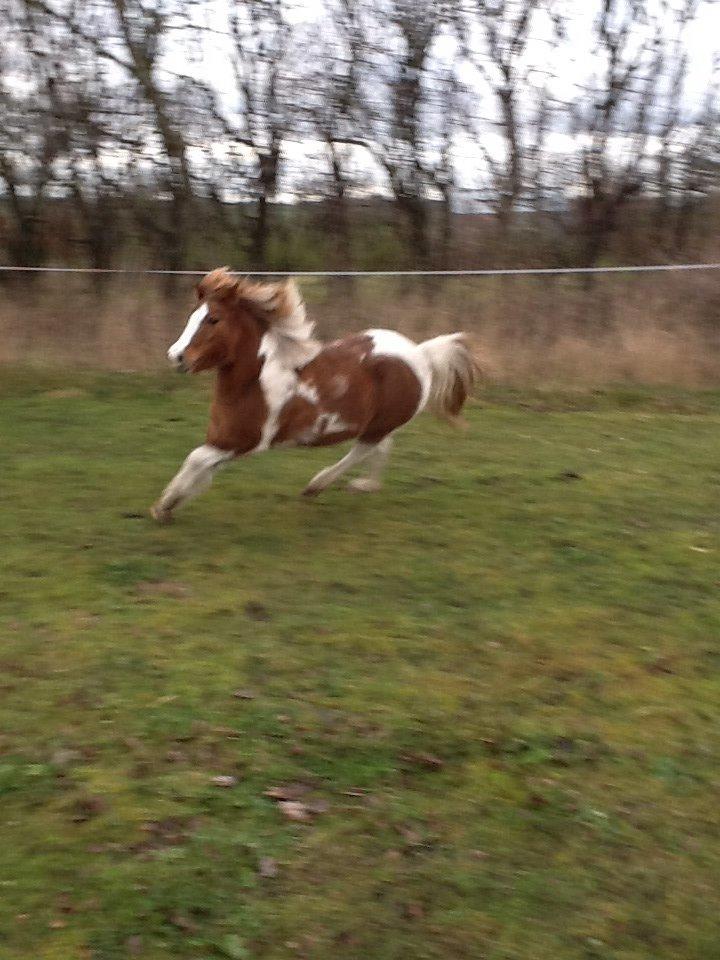 Anden særlig race Prinsesse Abba (Silke) billede 10