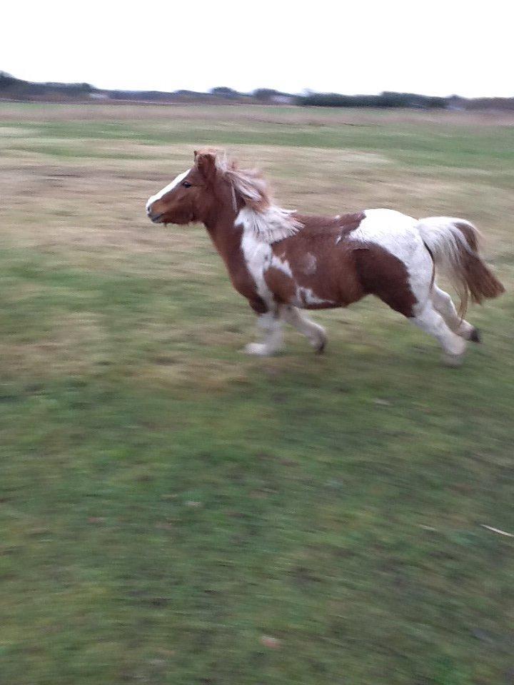 Anden særlig race Prinsesse Abba (Silke) billede 11