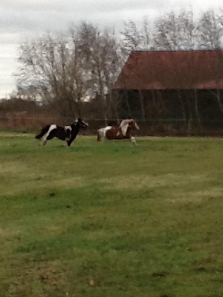 Anden særlig race Prinsesse Abba (Silke) billede 12