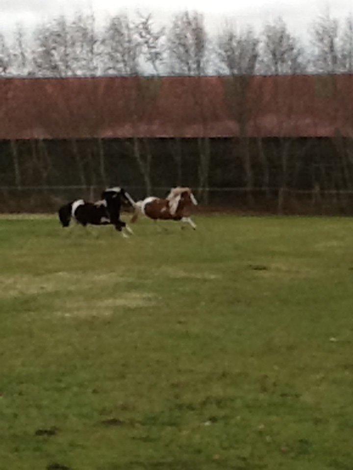 Anden særlig race Prinsesse Abba (Silke) billede 13