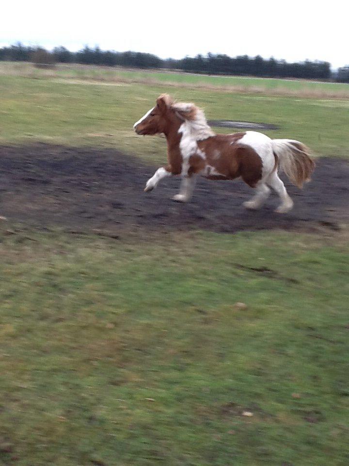 Anden særlig race Prinsesse Abba (Silke) billede 14