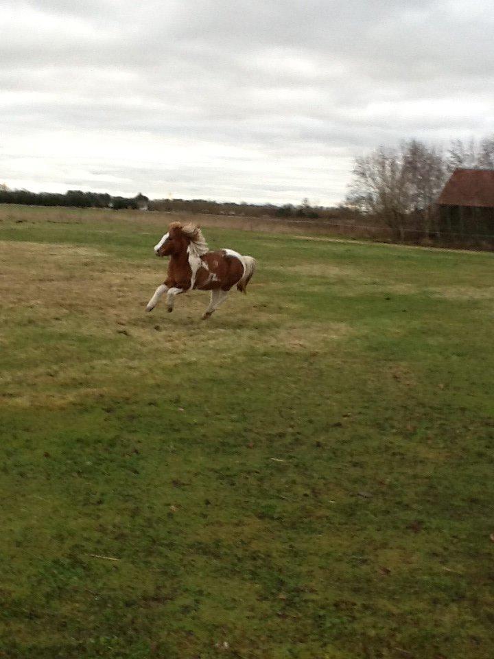 Anden særlig race Prinsesse Abba (Silke) billede 15