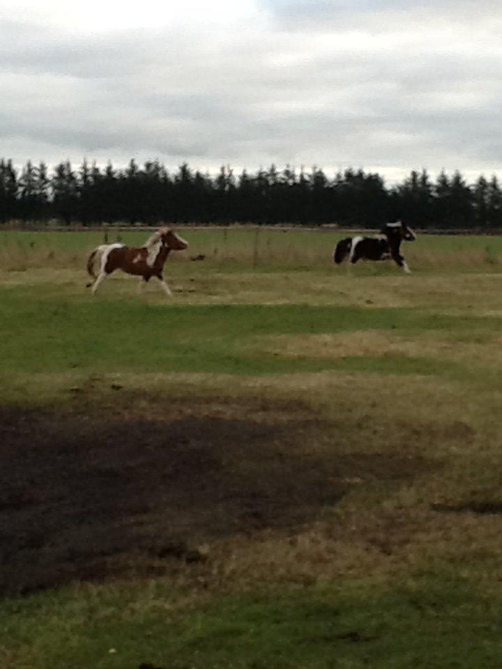 Anden særlig race Prinsesse Abba (Silke) billede 16