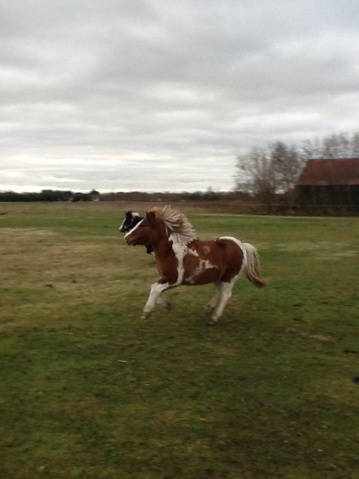 Anden særlig race Prinsesse Abba (Silke) billede 17