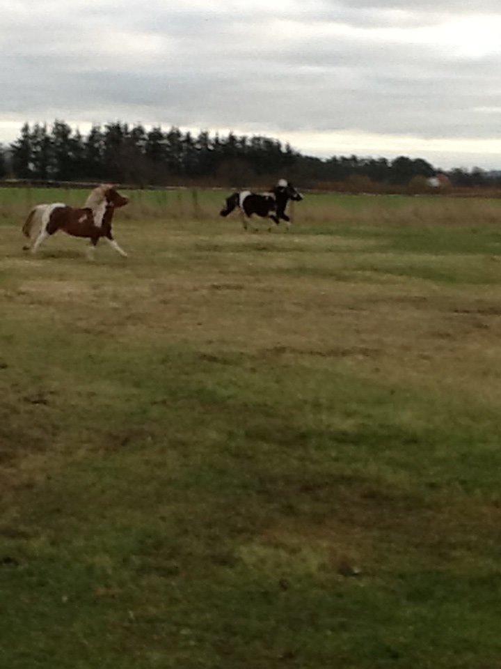 Anden særlig race Prinsesse Abba (Silke) billede 18