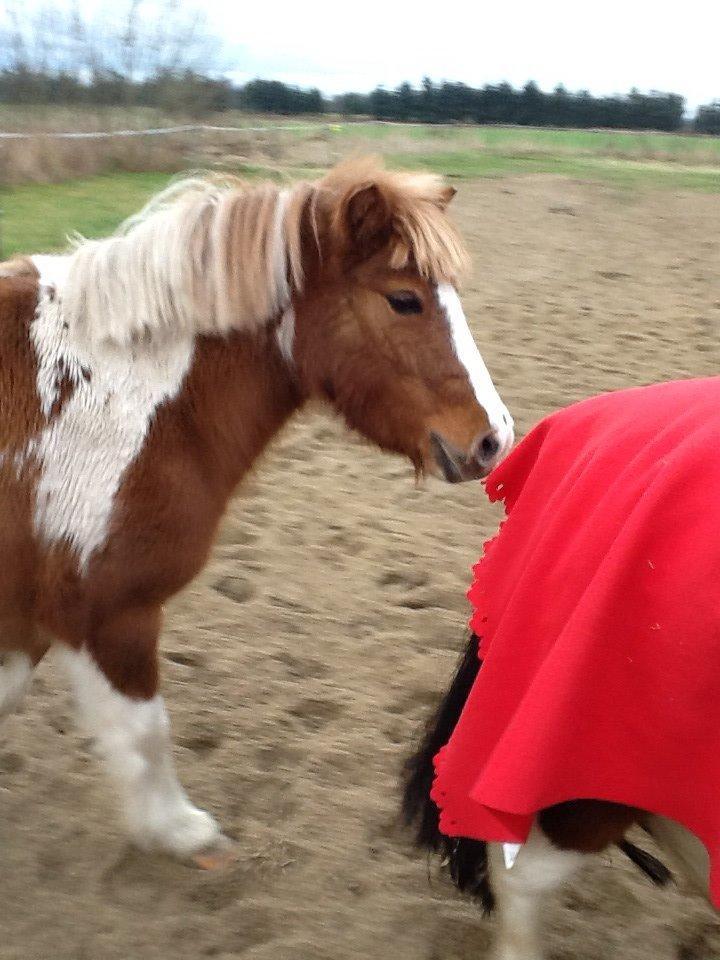 Anden særlig race Prinsesse Abba (Silke) billede 19