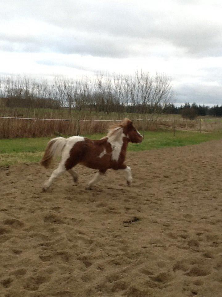 Anden særlig race Prinsesse Abba (Silke) billede 20