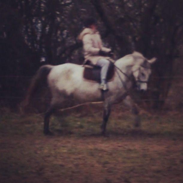 Anden særlig race India billede 22