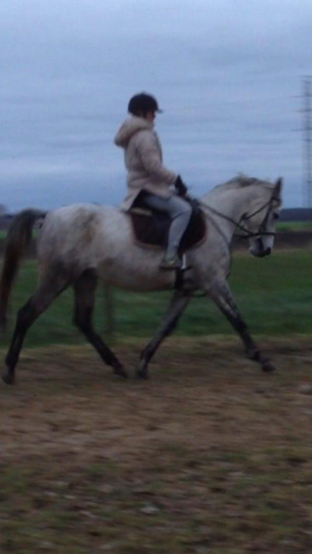 Anden særlig race India billede 23