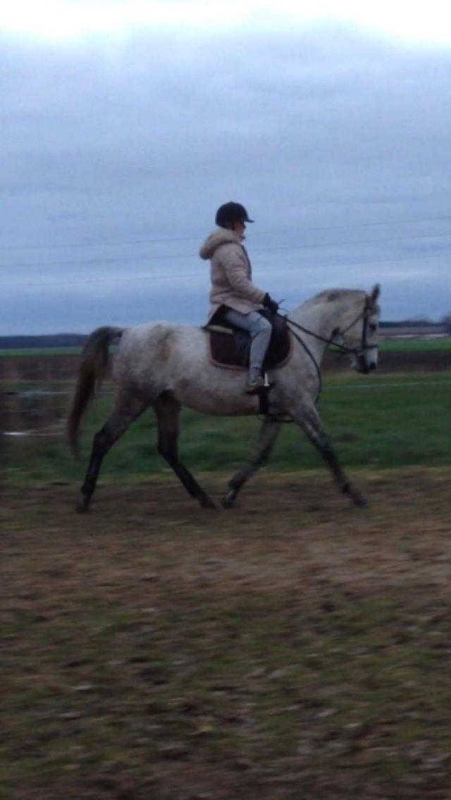 Anden særlig race India billede 24