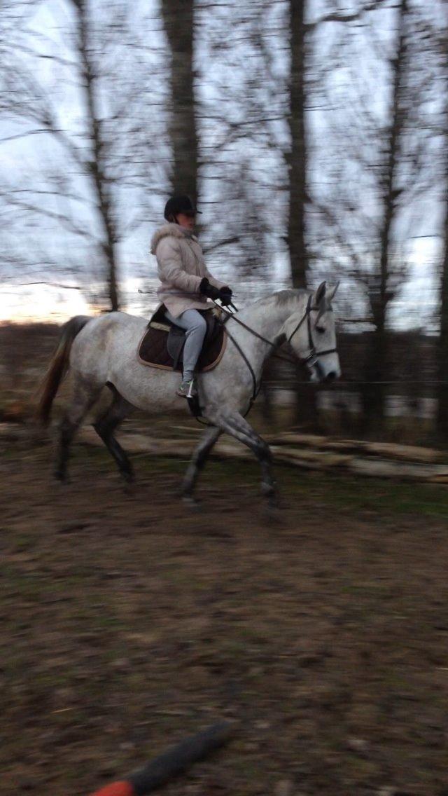 Anden særlig race India billede 25