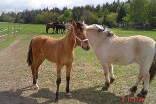 Anden særlig race Unica star - Baby - Unica 10 mdr. billede 33