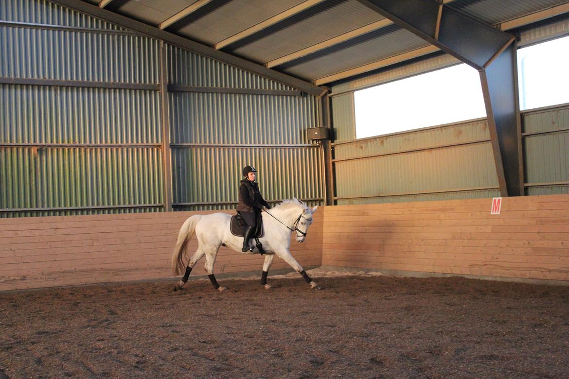 Knabstrupper Gabarni billede 8