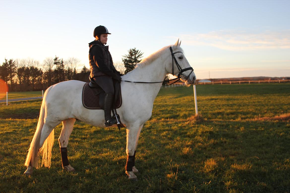 Knabstrupper Gabarni billede 4