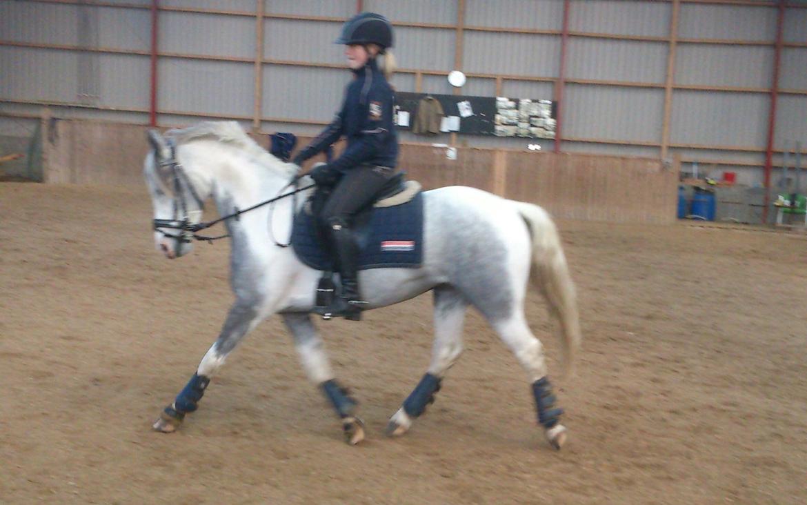 Pinto Vindbjergs starlight - Billed af baby og hendes låner første gang i ridehal.  billede 21