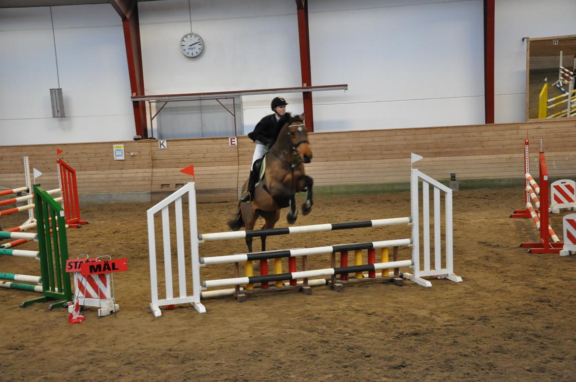 Dansk Varmblod Just Ask - Stævne i Guldager Rideklub den 30/11-13. Vi red en LD og en LC :-)  billede 6