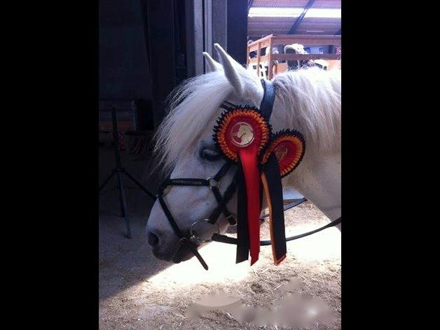 Anden særlig race Truska billede 1