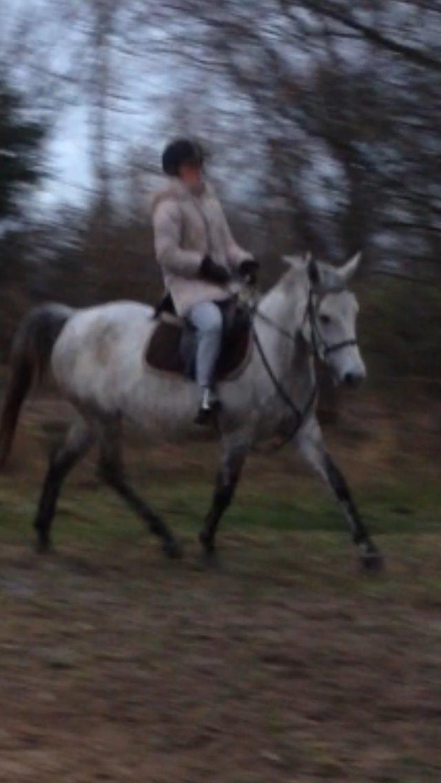 Anden særlig race India billede 26