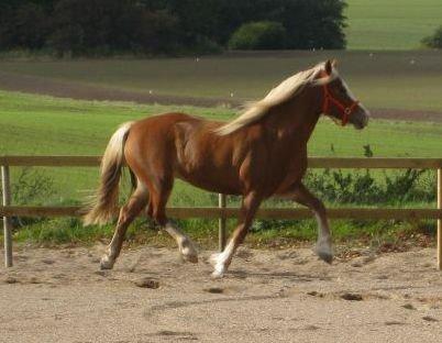 Welsh Cob (sec D) Roxette Royal billede 33