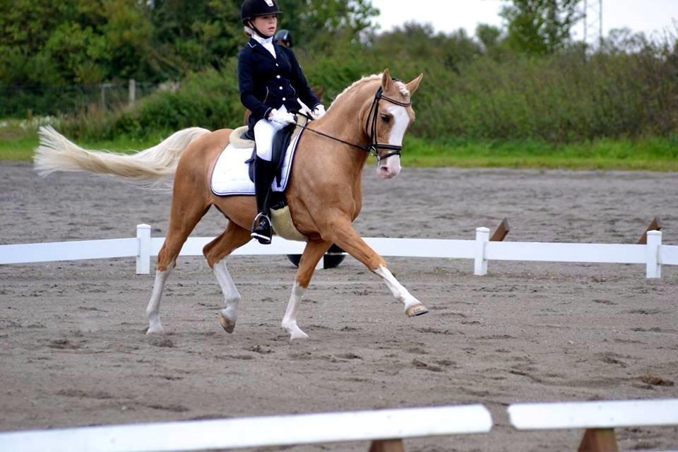 Palomino Berlinetto B-pony! - Berlinetto og jeg til distriksmesterskaberne for hold. Vi blev samlet nr. 3 billede 1