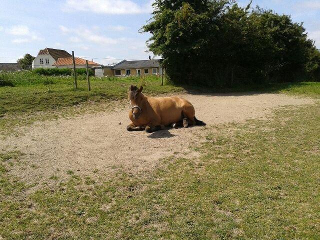 Anden særlig race Brie <3 <3 - Smukke Pony på mark  billede 2