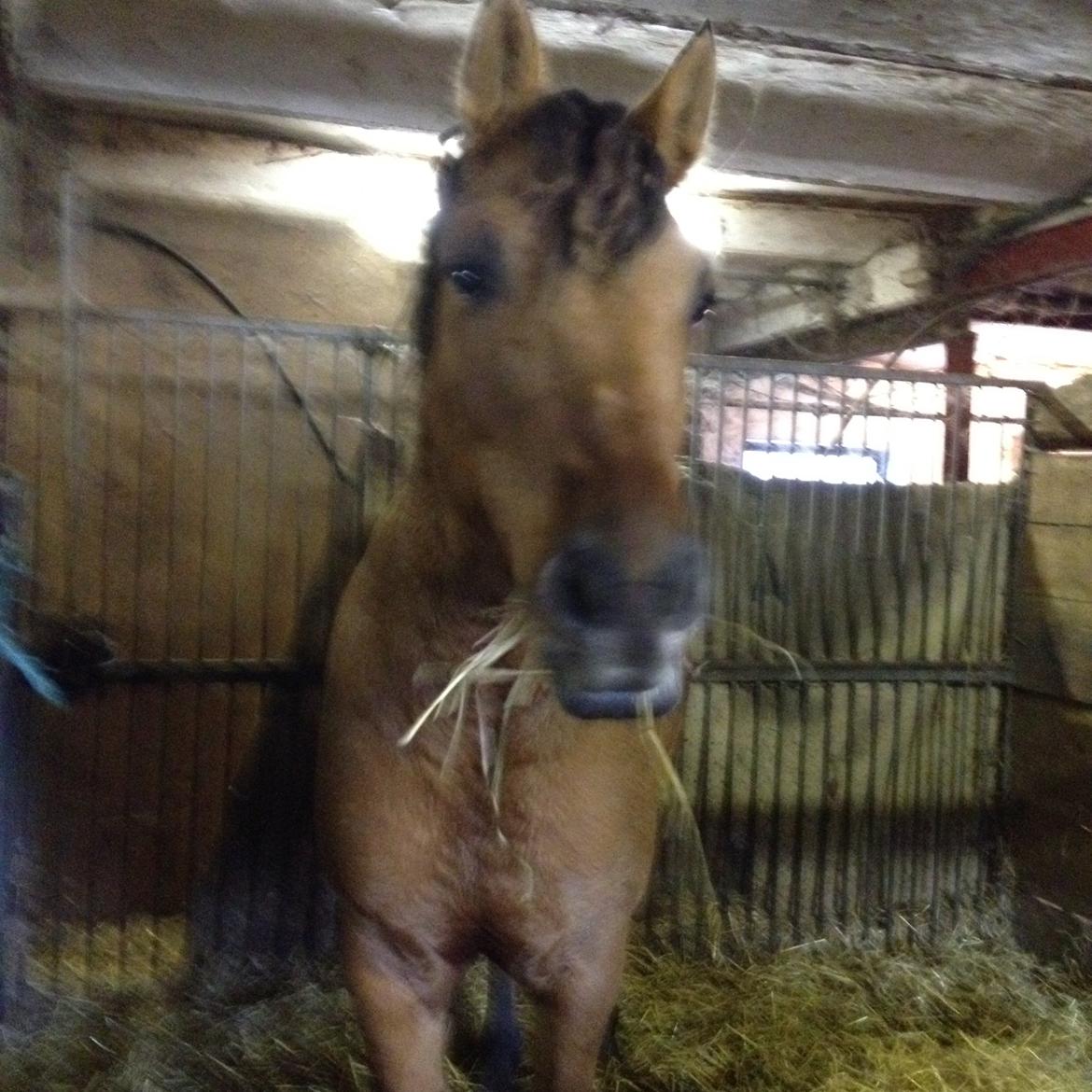 Anden særlig race Brie <3 <3 - KRØLLE alarm 
Brie efter stævne  billede 4