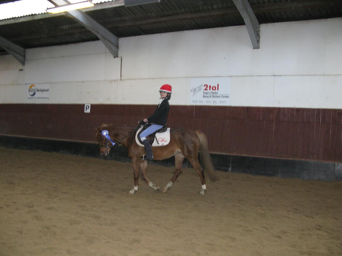 DSP Toftegårdens Belucca - Elsker dig Belucca billede 12