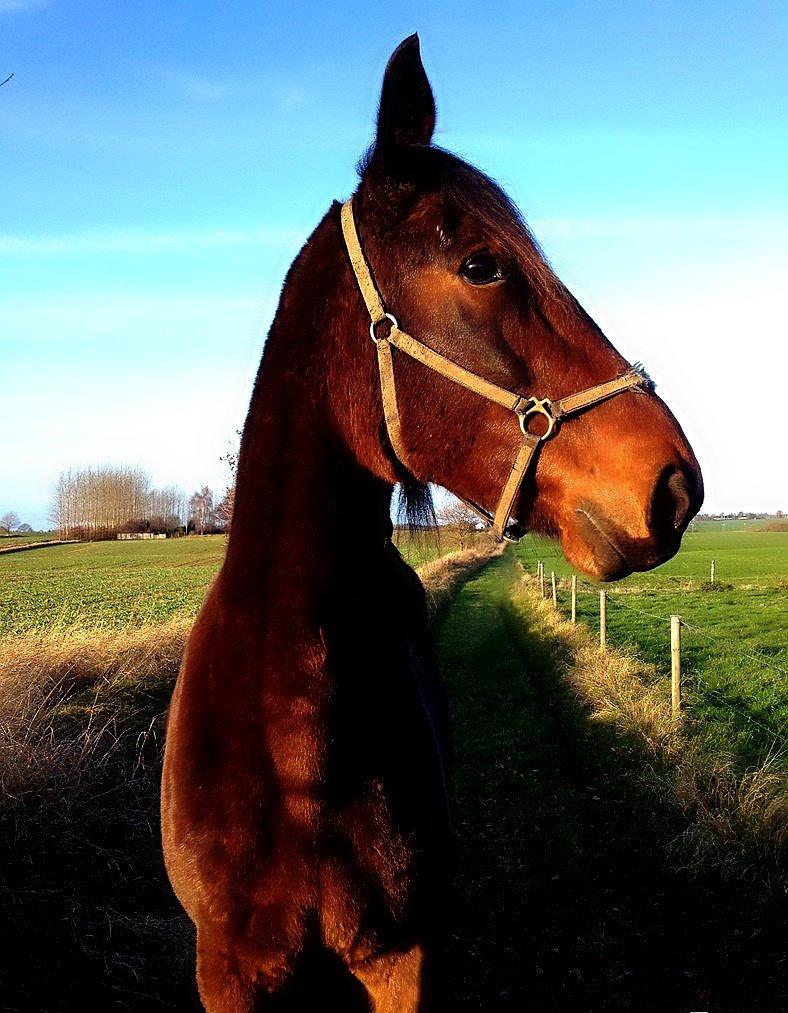 Traver Oasis Simoni billede 1