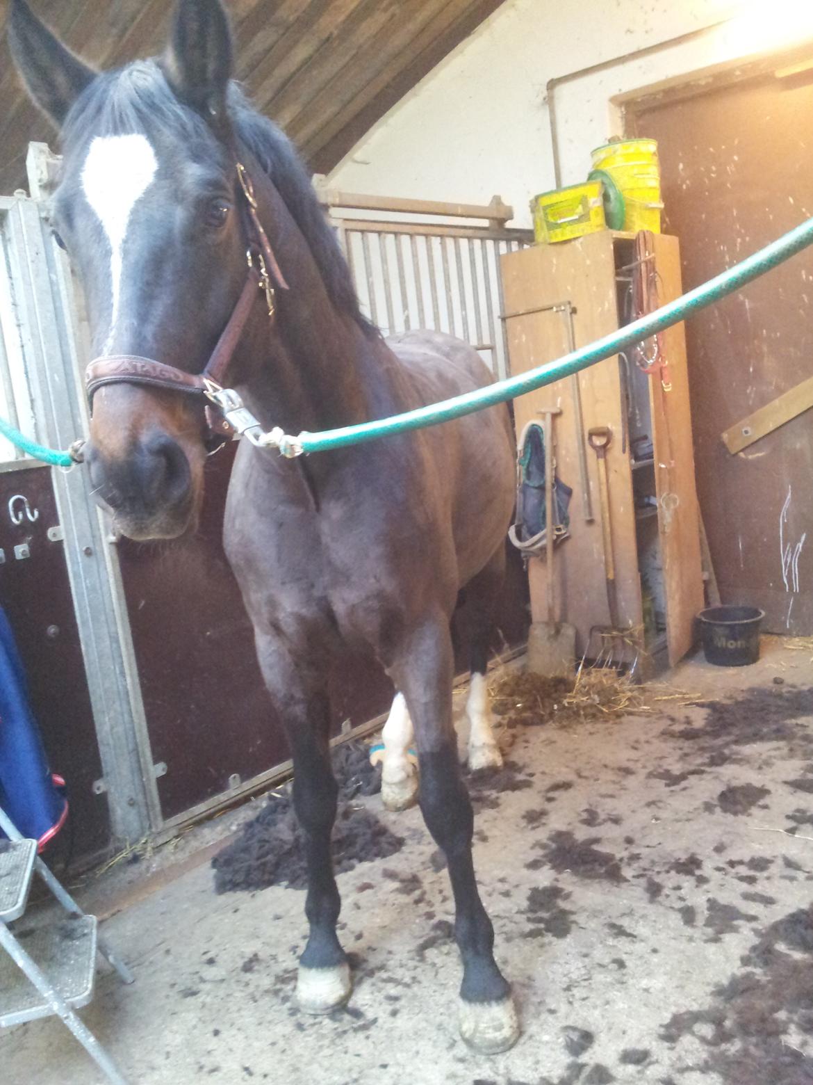 Dansk Varmblod Taarupgaards Cupid billede 1