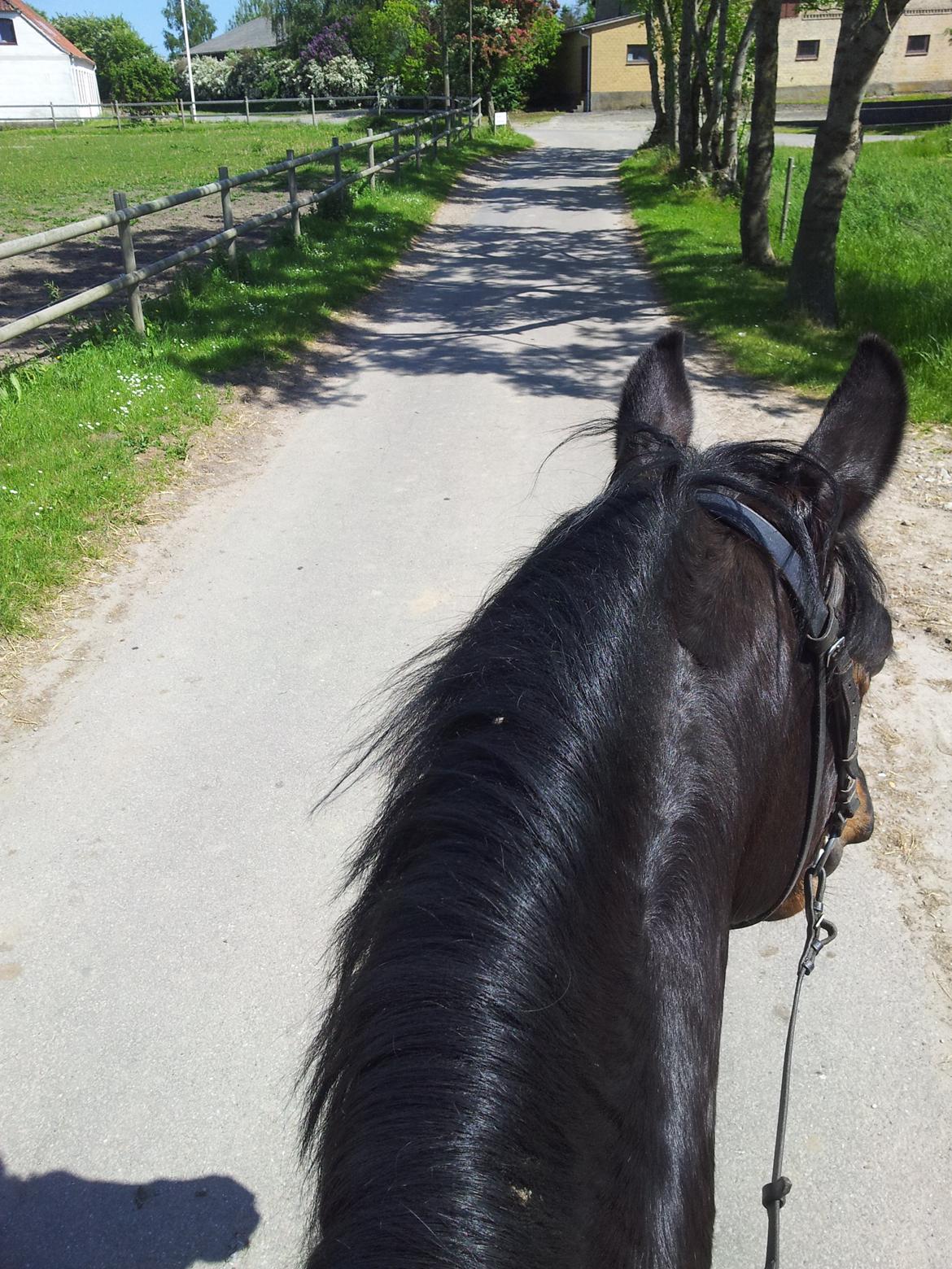 Dansk Varmblod Taarupgaards Cupid billede 3
